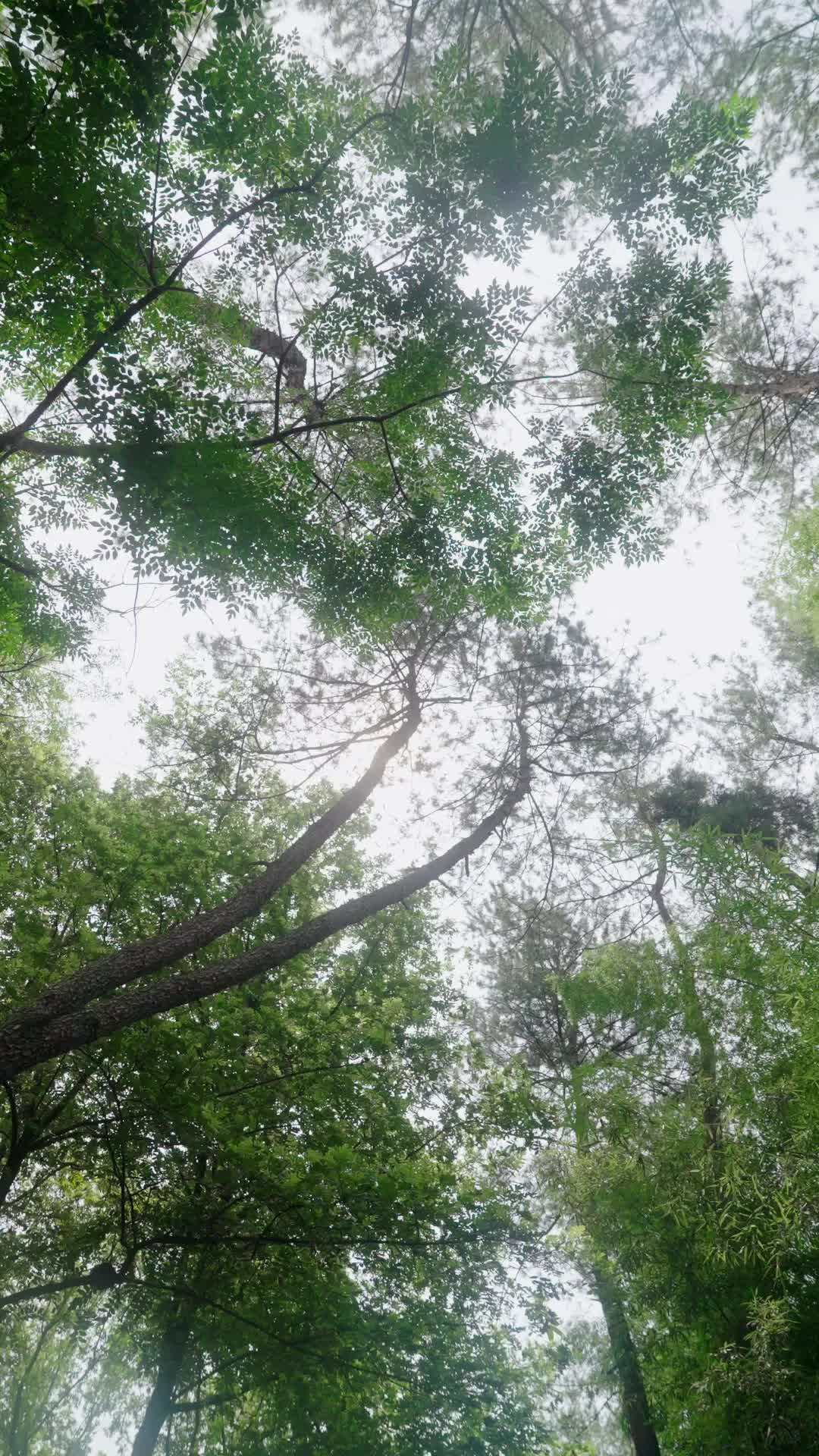 第1集 - 此劍,斬天命