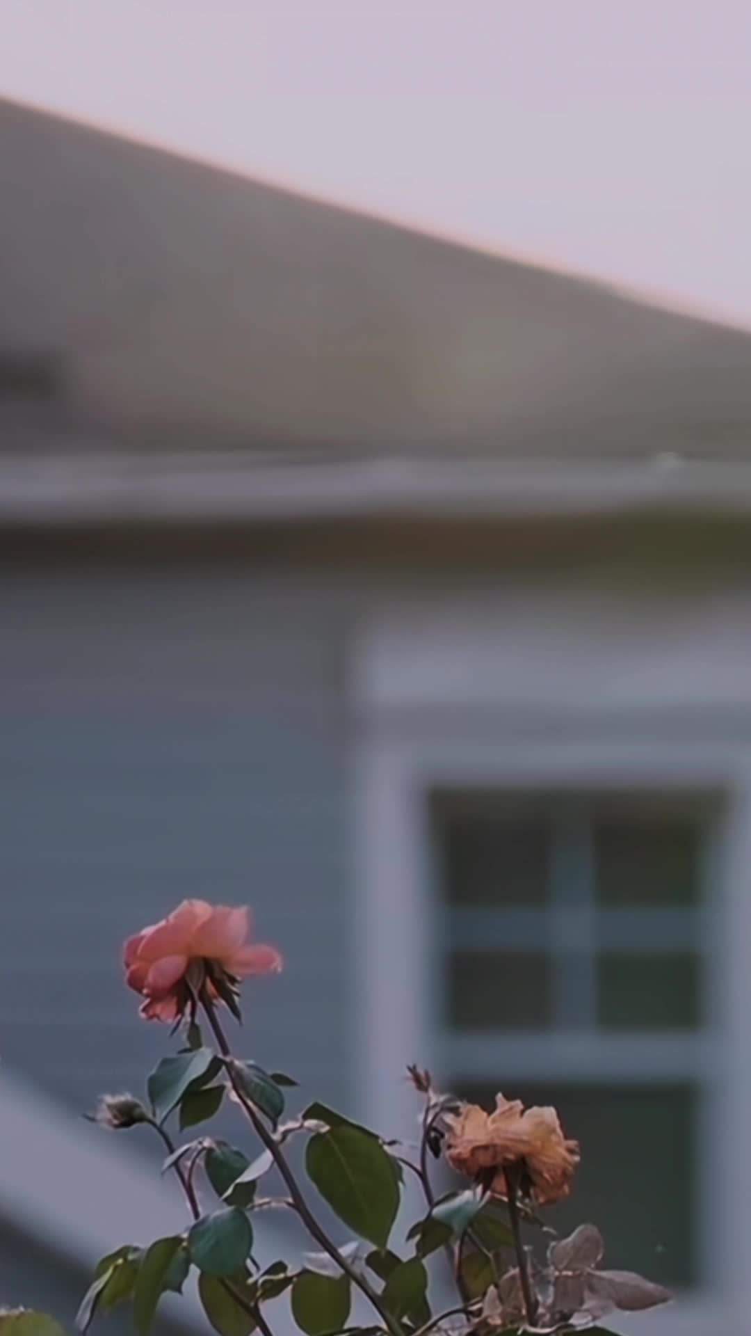 Episode 49 - My CEO Dad Chasing My Mom Back