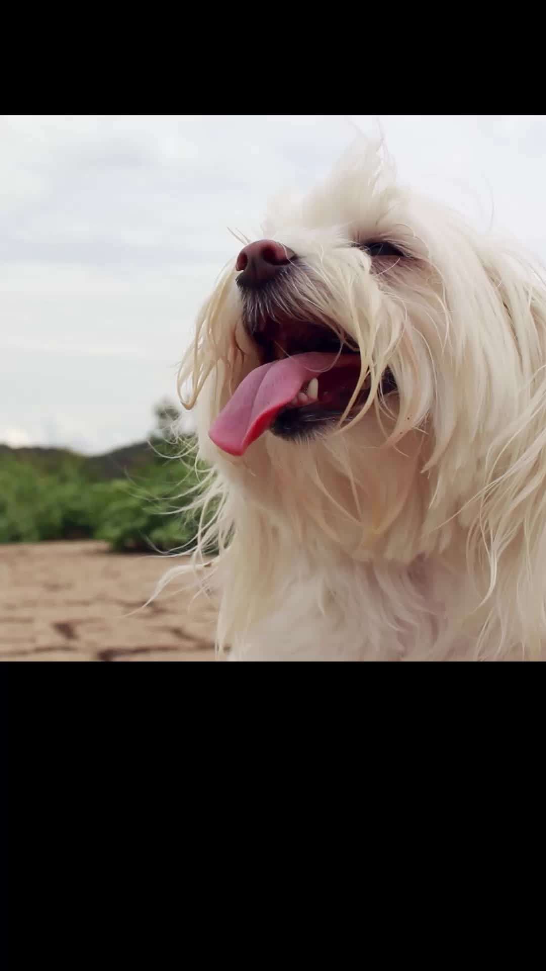 Episode 9 - Star Paws