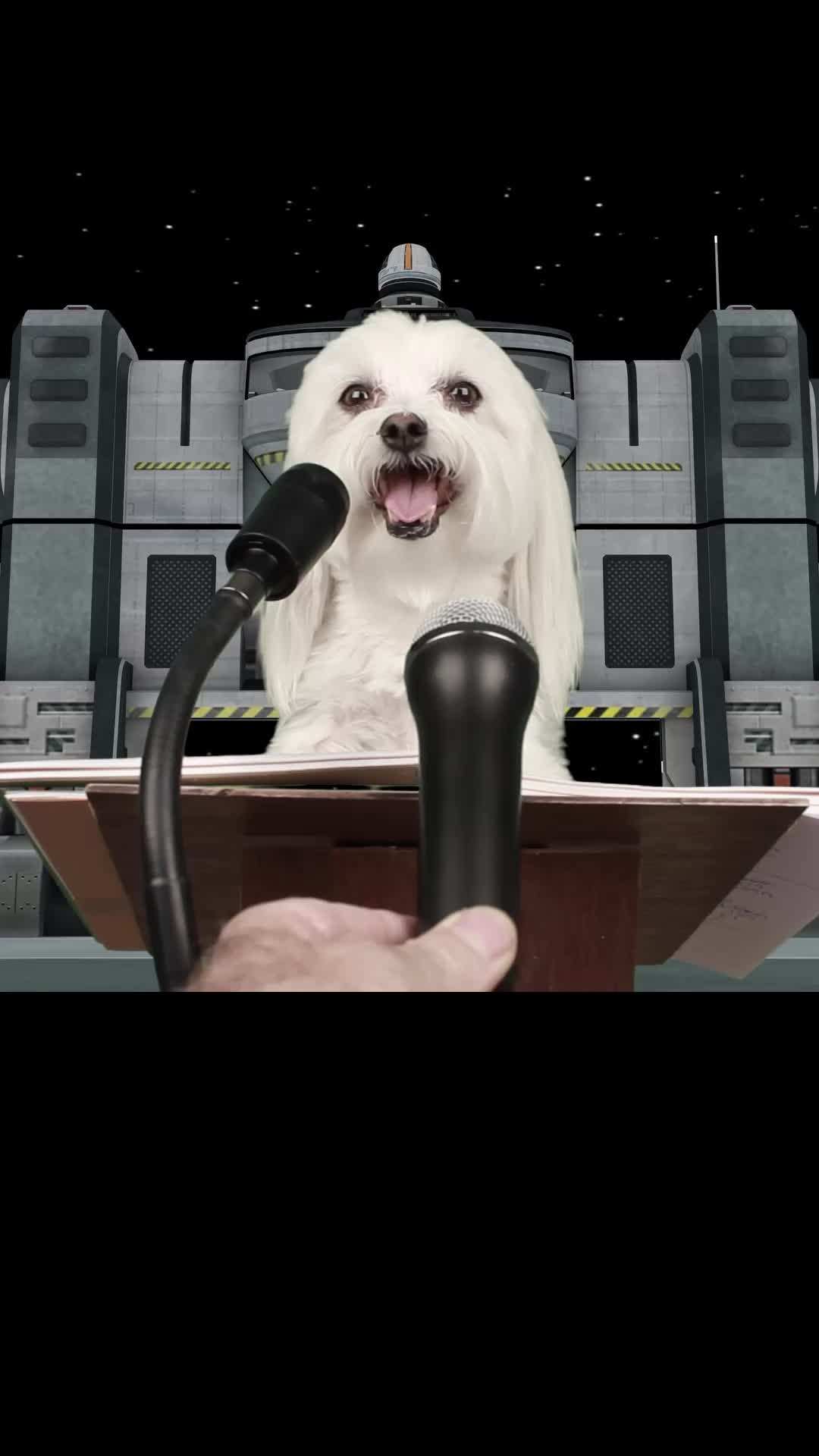 Episode 6 - Star Paws