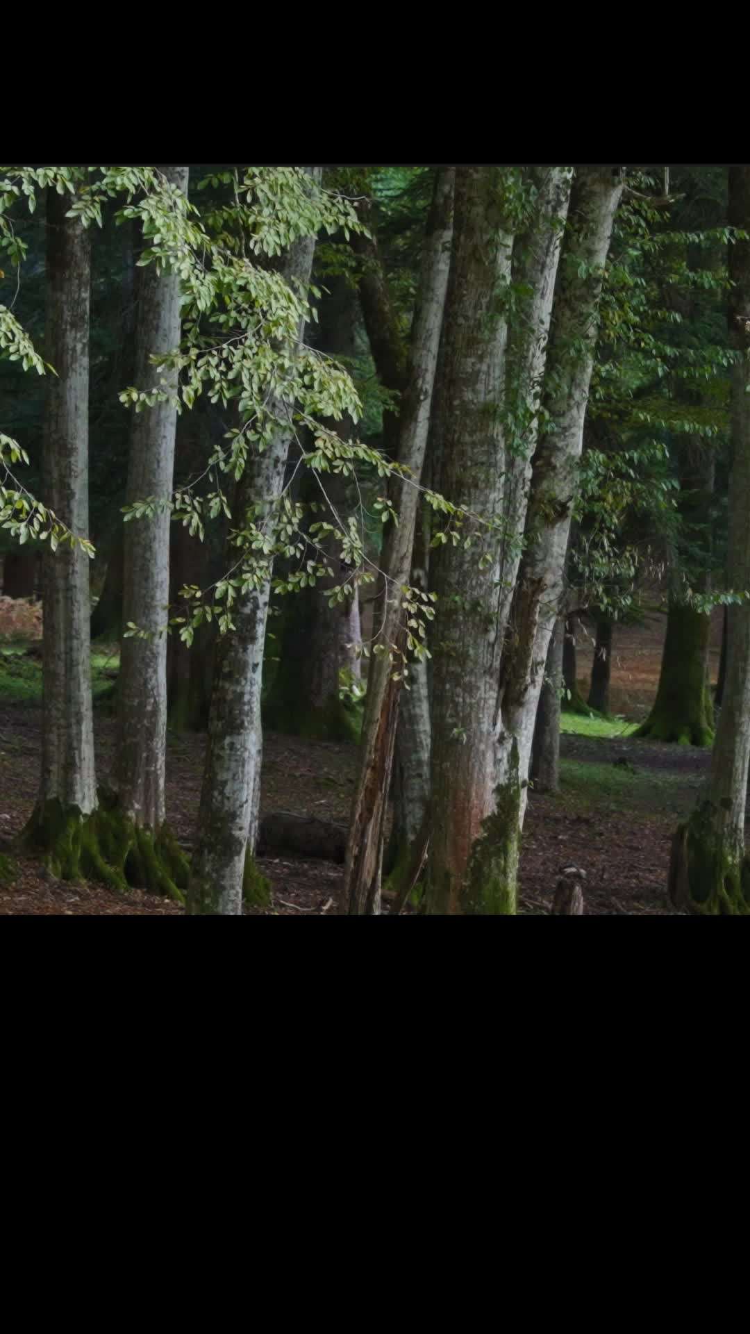 Episode 15 - Dagger Kiss: Enchanted Forest