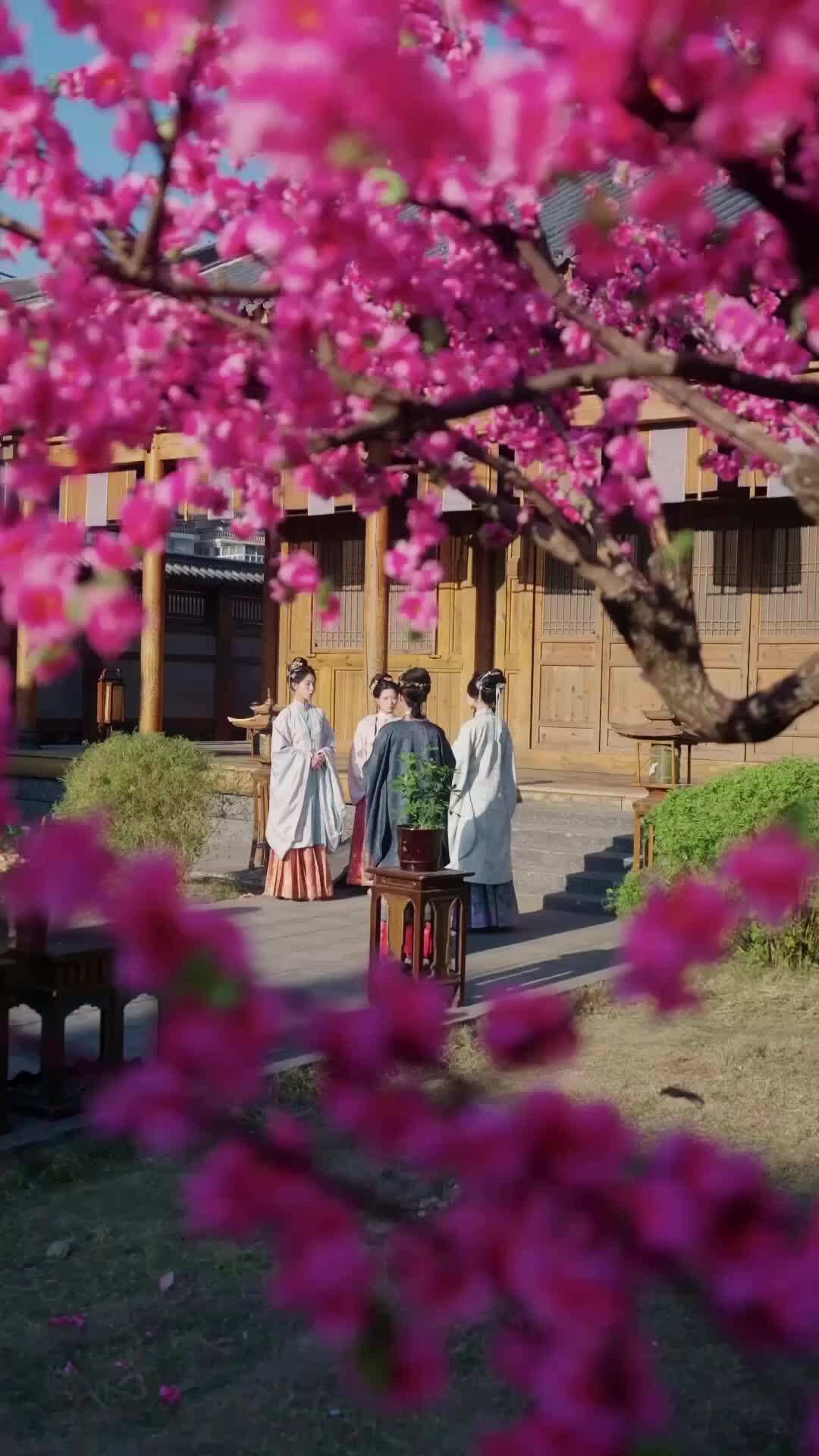 第55集 - 侯府假千金，不陪誅九族