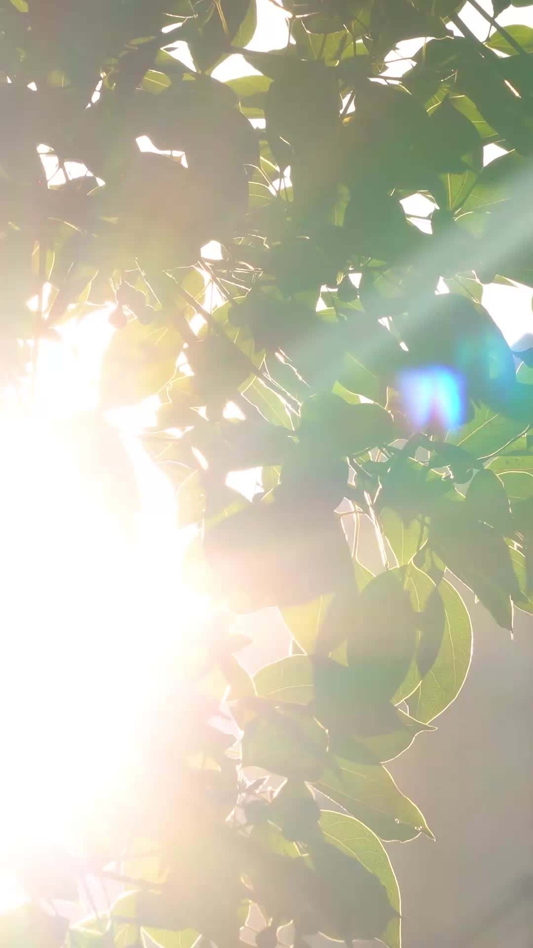 Episódio 4 - Minha ex-mulher floresce após divórcio