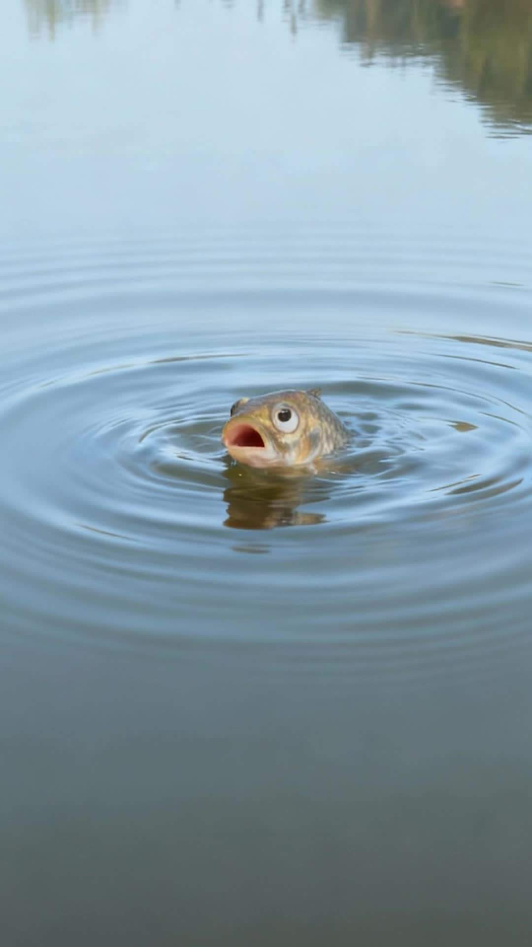 Episode 3 - Reborn as a Fish