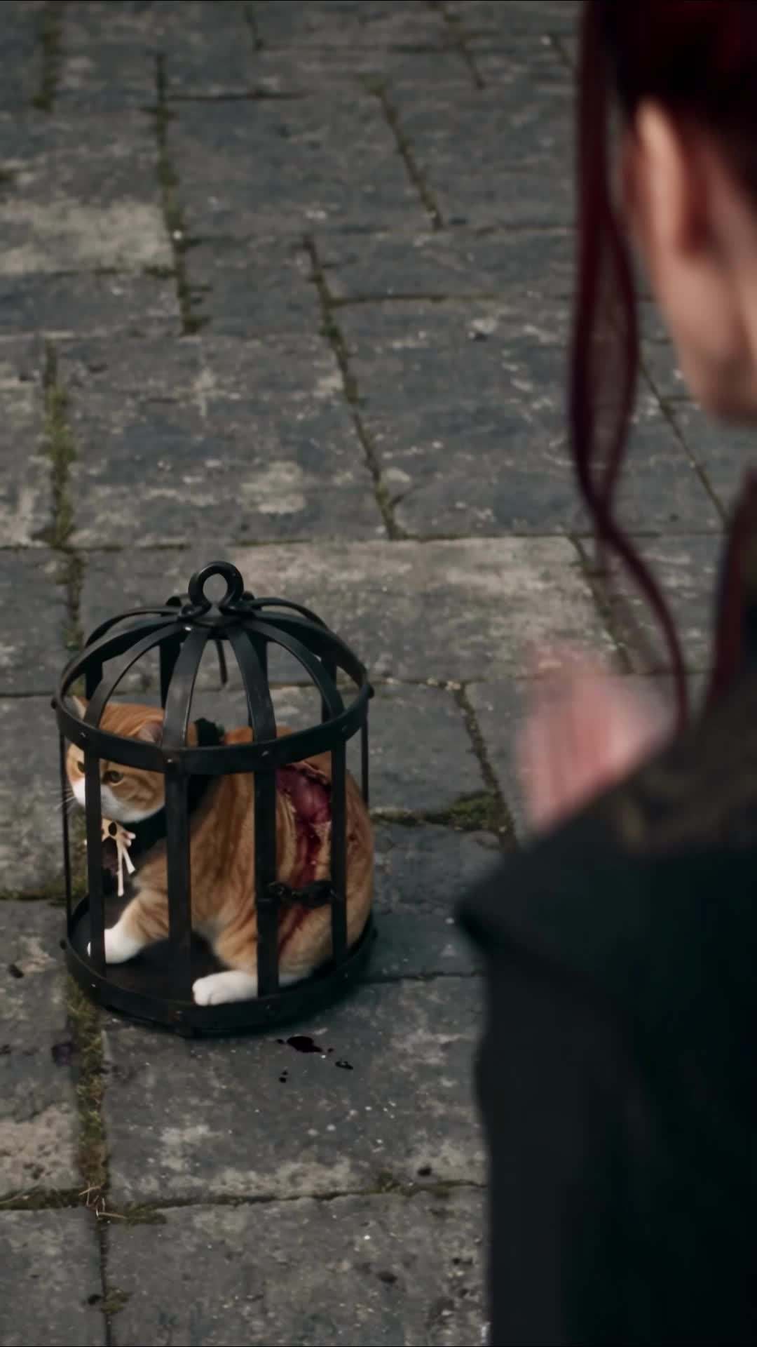 Episode 8 - The Weakest Orange Cat Is the Strongest Golden Tiger