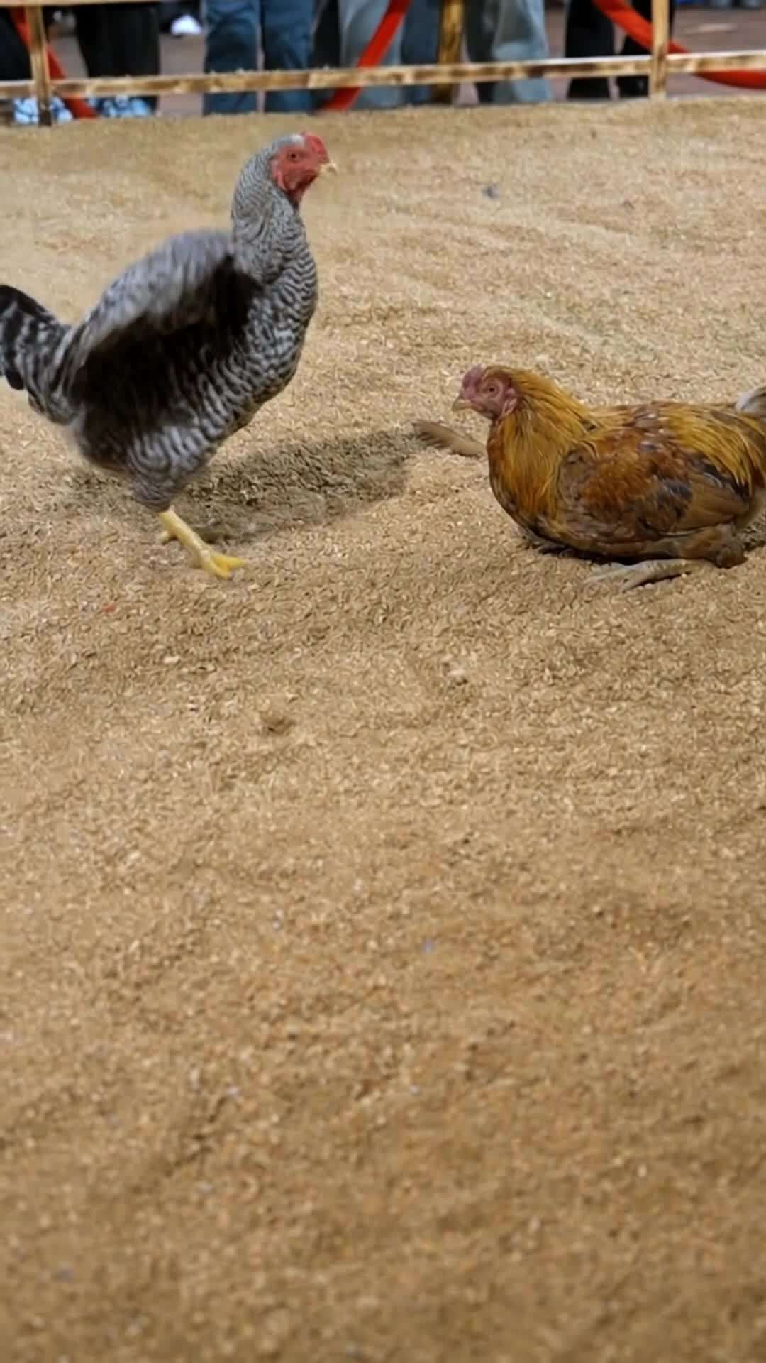 Episode 8 - Rooster’s Reckoning
