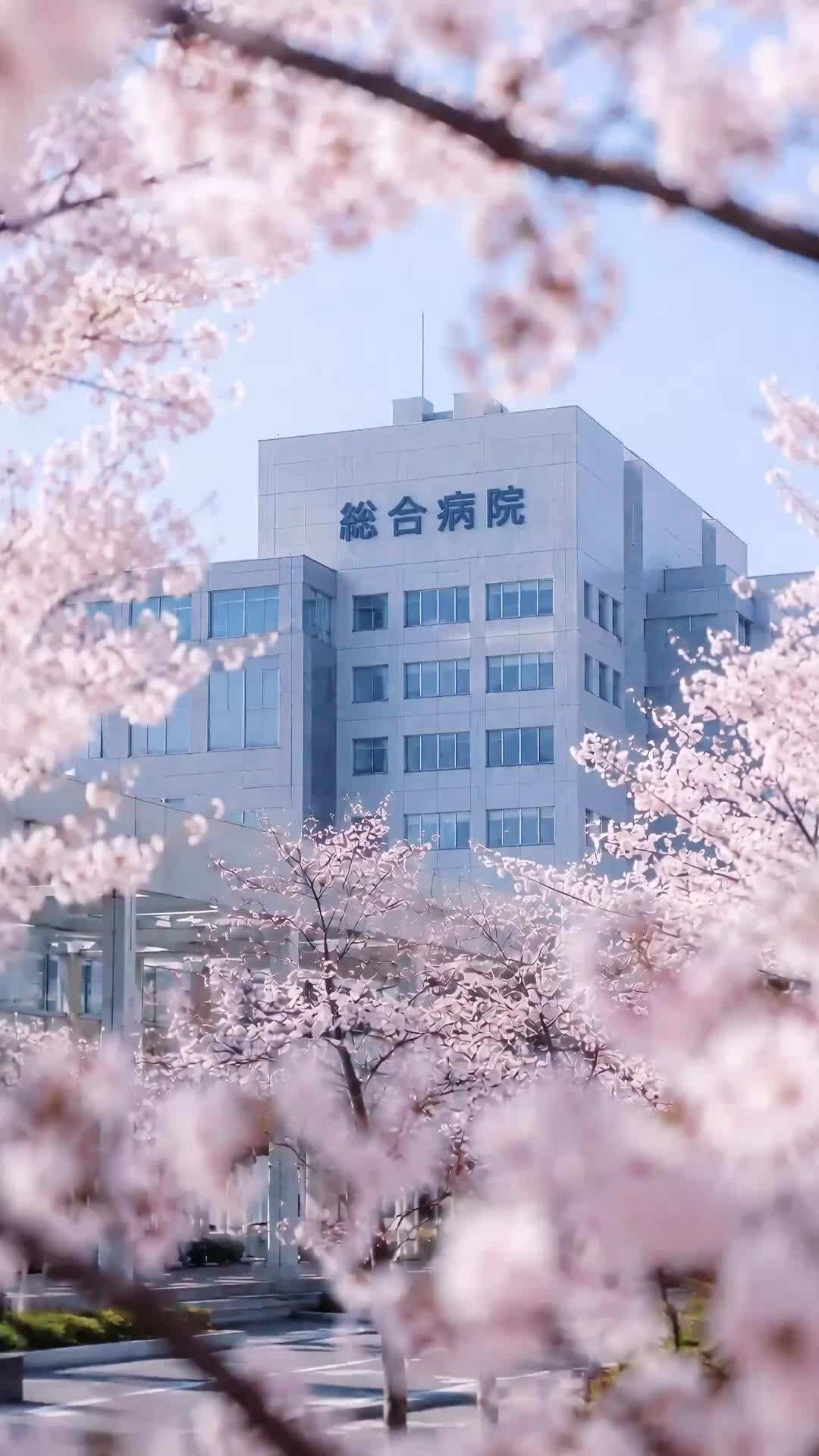 エピソード49 - 桜が散る頃に
