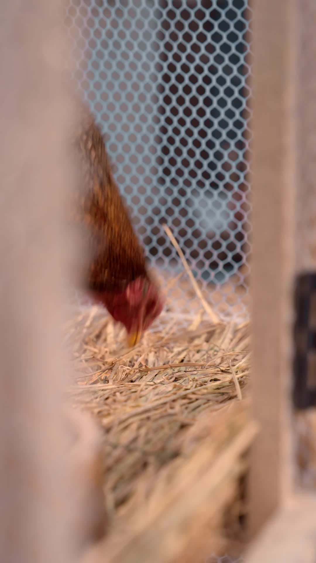 エピソード1 - 賭場の女帝~闘鶏で掴み取った復讐の頂点~