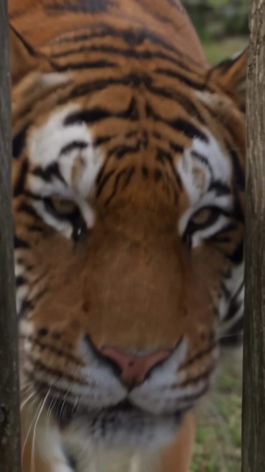 Episodio 26 - El zoológico de los susurros