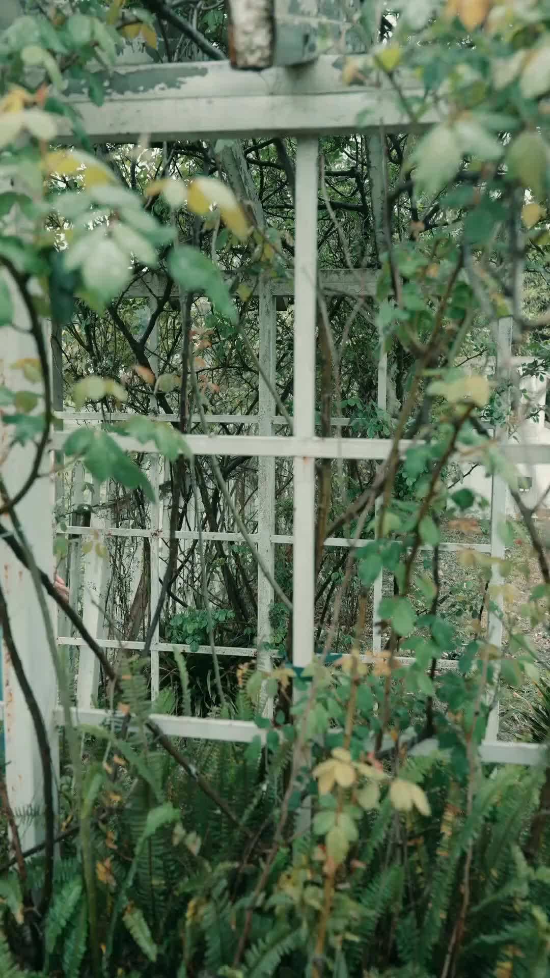Episódio 100 - O Amor Tóxico do Marechal