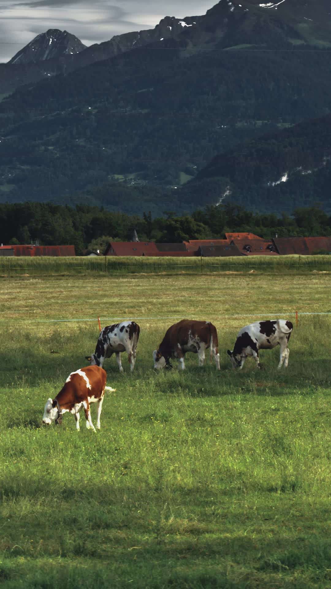 Episode 32 - Lassoed by a Cowboy's Love