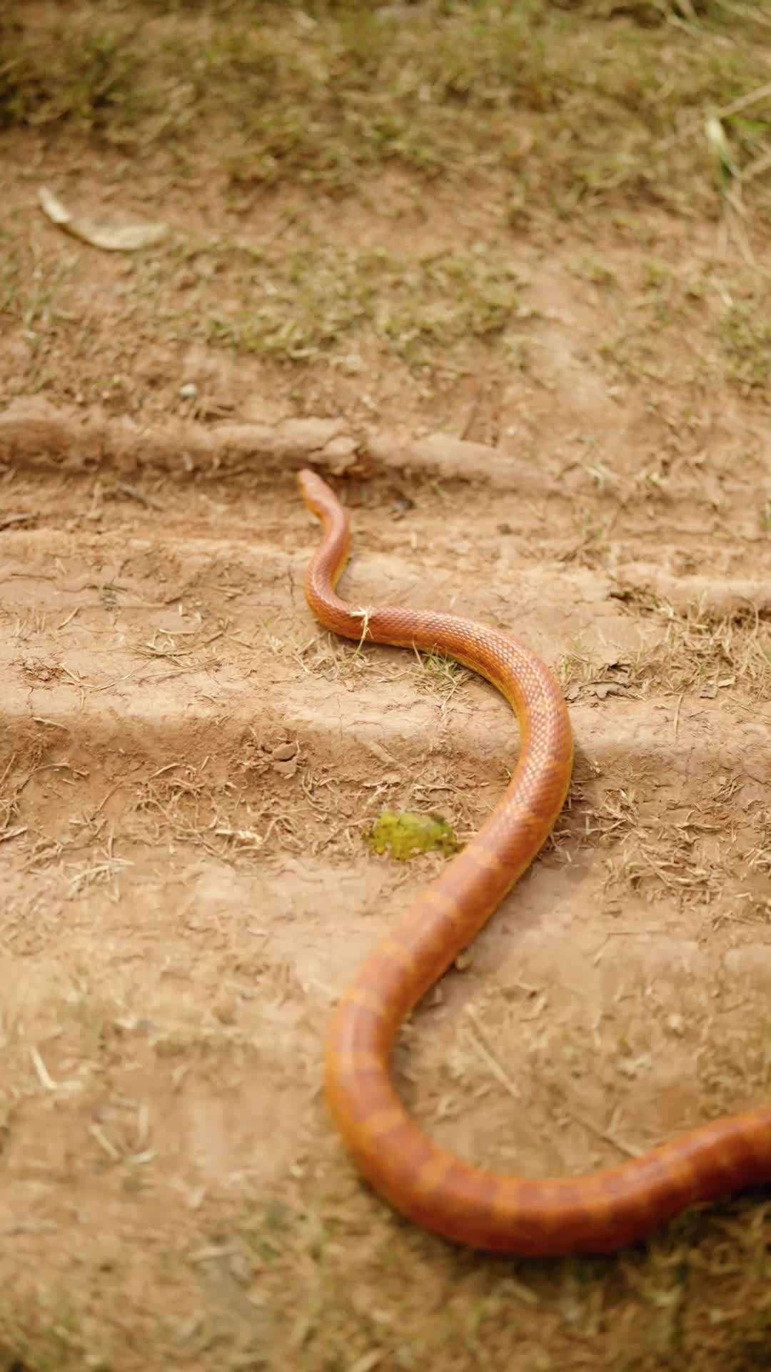 에피소드 1 - 나의 신데렐라